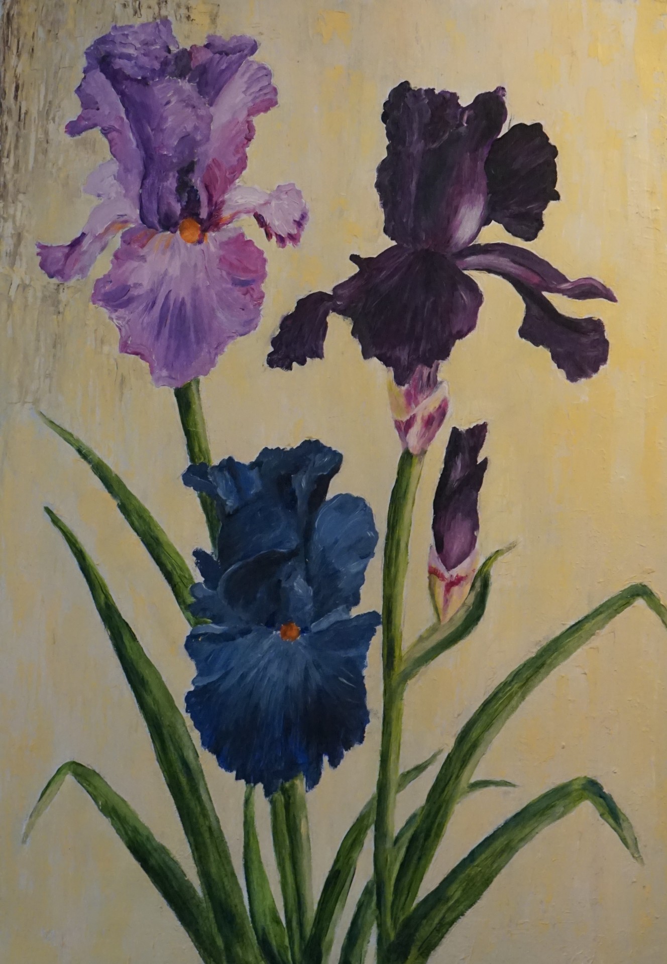 Iris II